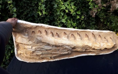 Mosasaur - Jaw in matrix - Mosasaurus bengei- 830×350×150 mm