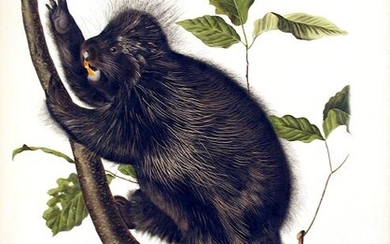 Audubon Quad Lithograph, Canada Porcupine