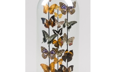 A LATE 20TH CENTURY ENTOMOLOGY DISPLAY OF TROPICAL BUTTERFLI...