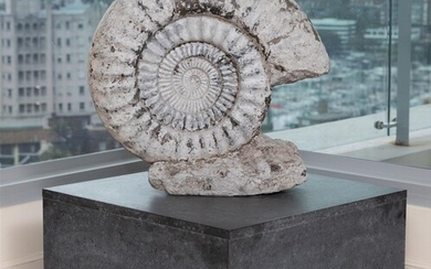 A large Ammonite on square base, total Height 88 cm...