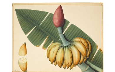 A plantain (musa balbisiana) and a mango (mangifera foetida), possibly an Indian or Chinese artist, Company School, India or South East Asia, early 19th century