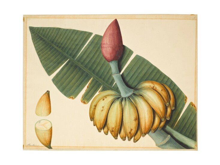 A plantain (musa balbisiana) and a mango (mangifera foetida), possibly an Indian or Chinese artist, Company School, India or South East Asia, early 19th century