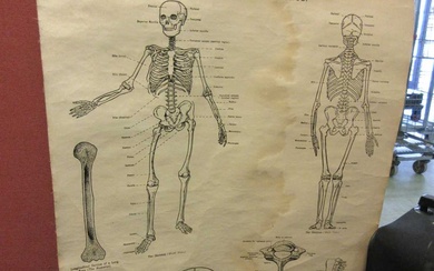 An early 20th century anatomy and physiology skeleton scrollCondition Report...