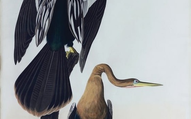 Audubon Aquatint, Black-Bellied Darter or Anhinga