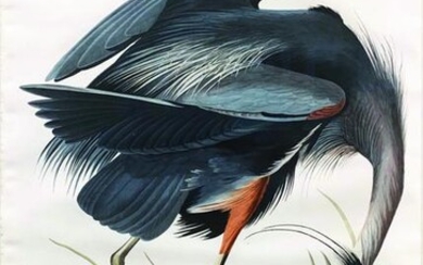 Audubon Aquatint, Great Blue Heron