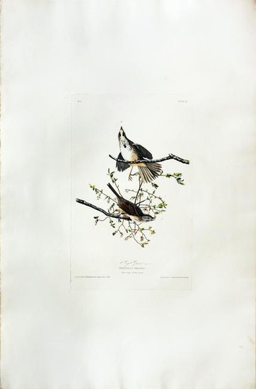 Audubon Aquatint, Song Sparrow