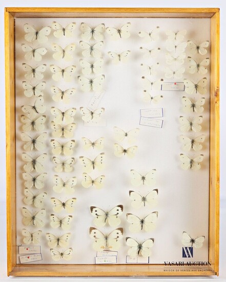 Boite entomologique contenant soixante lépidoptères... - Lot 27 - Vasari Auction