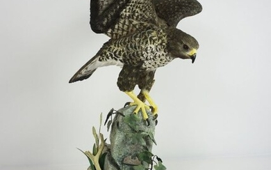 Border Fine Arts Figure, "The Buzzard" by R J Roberts, on an oak plinth, number 39 of a limited
