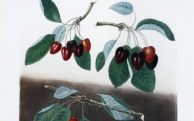 Brookshaw, Cherries, Plate 9