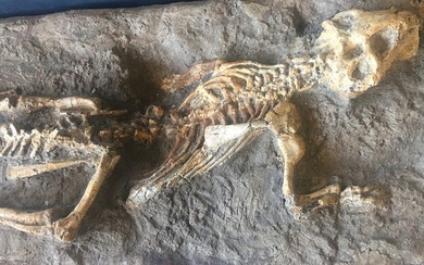 Ceratopsian Psittacosaur - Skeleton - Psittacosaurus sibiricus - 14×33×75 cm