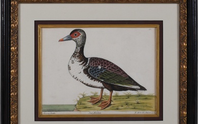 ELEAZAR ALBIN, BRITISH 1690-1742, ANAS MOSCHATA - MUSCOVY DRAKE from "A NATURAL HISTORY OF BIRDS", Engraving, Sight: 8 x 11 in. (20.3 x 27.9 cm.), Frame: 16 x 18 1/2 in. (40.6 x 47 cm.)