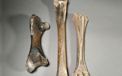 Elephant Bird - Leg (Tibia, Tarsus and Femur) - Mullerornis - 45×11×8 cm