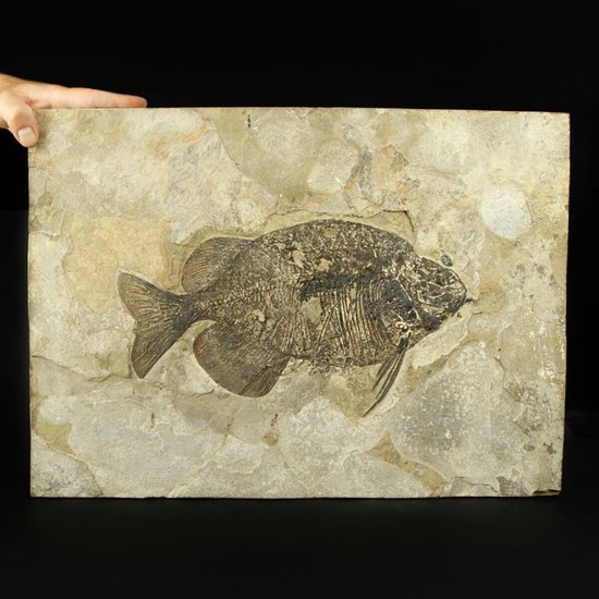 Fossil Freshwater Fish - on matrix - Wyoming - Phareodus sp. - 49×36×2 cm