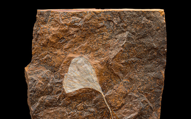 Fossil Ginkgo Leaf Ginkgo adiantoides Paleocene Sentinel Butte Formation...