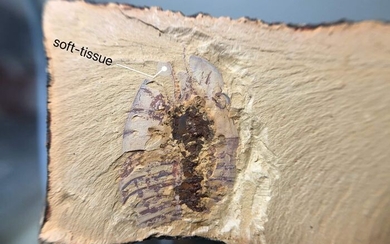 Fossil - On matrix - Xandarella spectaculum