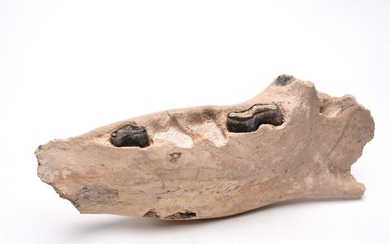 Giant Sloth Jaw - Scelidotherium sp. - 215 mm