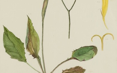 JAMES CARTER (1798 / 1855), Botánica flores alpinas y pirenaica del género Hieracium
