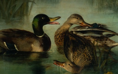Paire de canards à l'étang, école anglaise du 19e siècle Dimensions de la toile :...