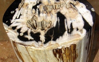 Petrified Wood - - - Dipterocarpus sp. - 40×34×34 cm