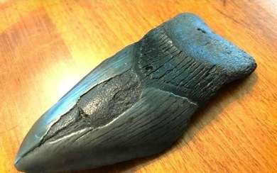 Prehistoric Megalodon Shark's Tooth Artifact Display