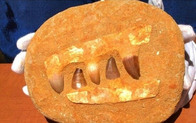 Prehistoric Mosasaur Dinosaur Jaw Section Fossil