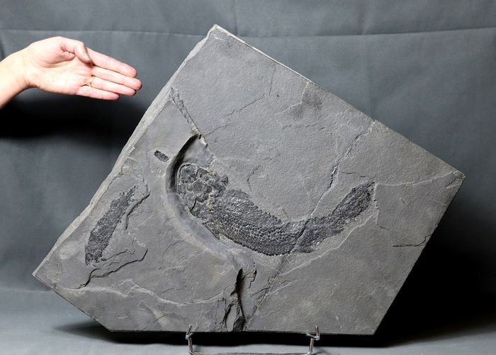 Rare devonian fossil fish - Coelacanthiform - No color nor dye - - Gyroptichius agassizi ( 31 cm !! 20 kg ) - 60×42×7 cm