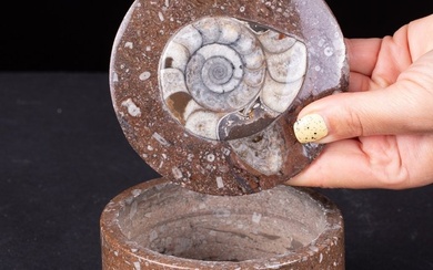 Round Jewelery Box Taxidermy full body mount - Matrice fossile con Ammonite e Orthoceras - 110 mm - 110 mm - 64 mm - 1