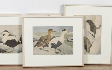 Set of 6 Water Fowl Prints, after Rex Brasher