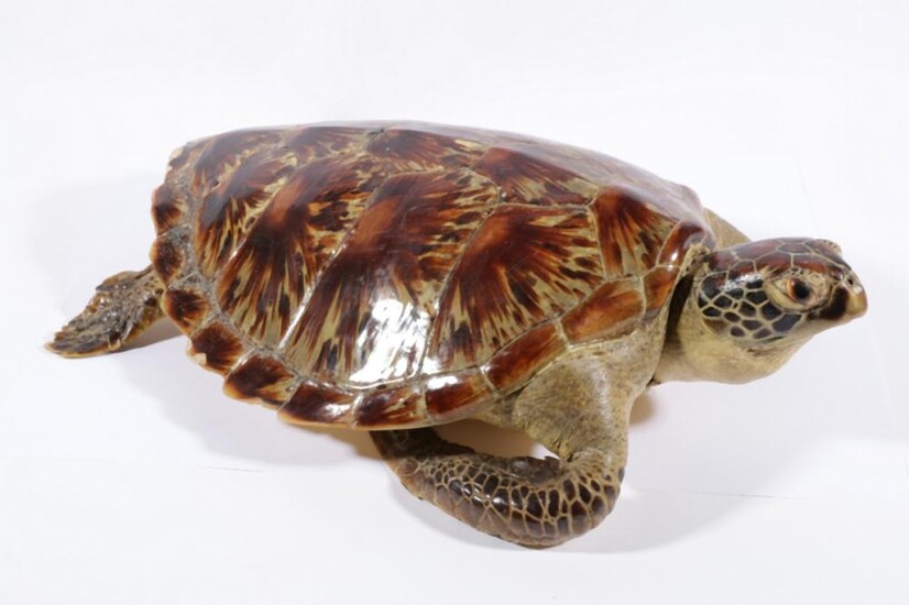 Taxidermy Green Sea Turtle (L:55cm)