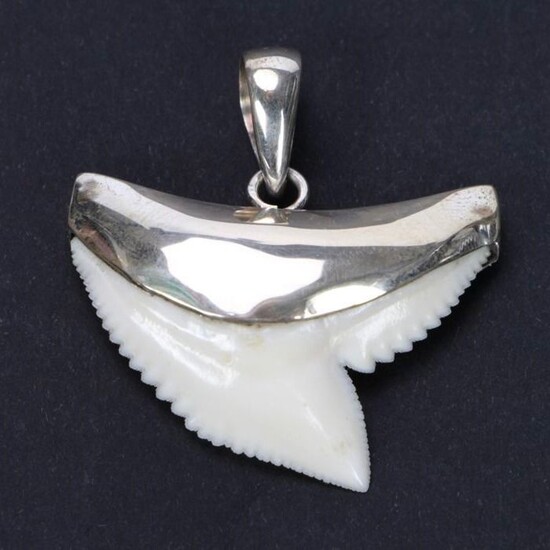 Tiger Shark Tooth on 925 Silver mount pendant - Galeocerdo cuvier - 36.5×29.5×7.5 mm