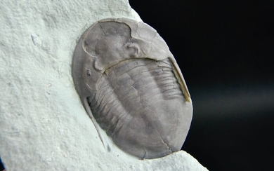 Trilobite - Trilobite - Isotelus maximus