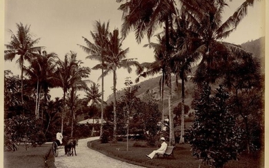 Unknown Photographer - 1880 - Botanical Garden, Penang, Malaysia, 1880 s - Very Strong Vintage Photograph