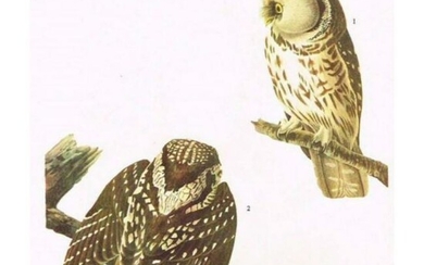 c1946 Audubon Print, #380 Richardson's Owl