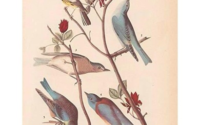 c1946 Audubon Print, #393 Warbler and Bluebirds