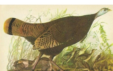 c1946 Audubon Print, #6 Wild Turkey