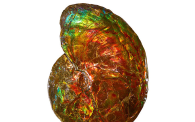 Multi-color Iridescent Ammonite