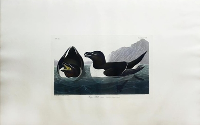 Audubon Aquatint Razor-Billed Auk