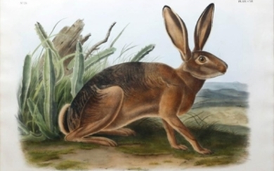 Audubon Lithograph California Hare