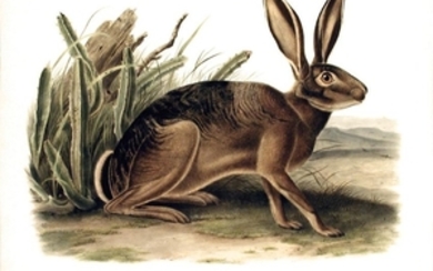 Audubon Quad Lithograph, California Hare