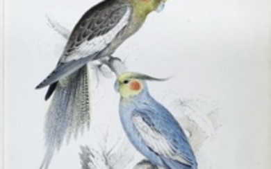 Edward Lear Parrot Lithograph