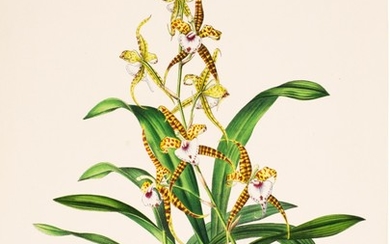Linden, Pescatorea | Iconographie des Orchidées, 1854-1860