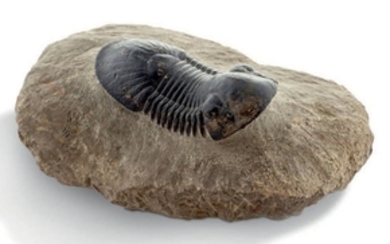 Trilobite Paralejurus dormitzeri, Dévonien...