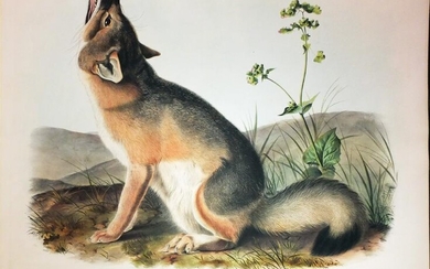 Audubon Lithograph, Swift Fox