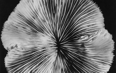 Alfred Ehrhardt, Pilzkoralle (Fungiidae), 1964