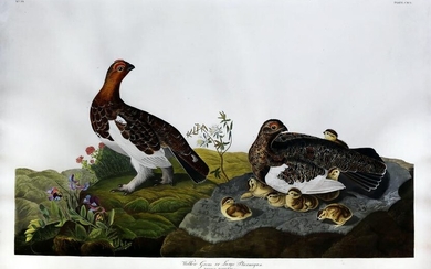 Audubon Aquatint, Willow Grous or Large Ptarmigan