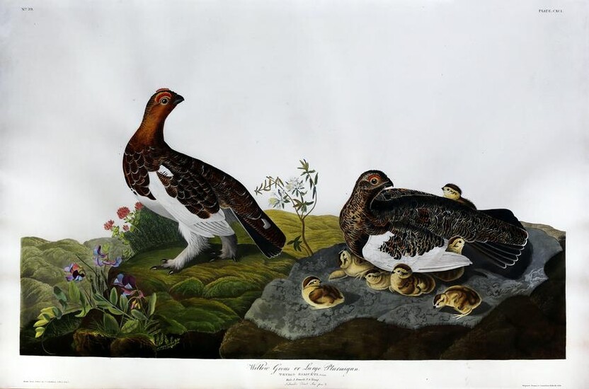 Audubon Aquatint, Willow Grous or Large Ptarmigan