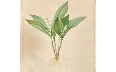 Convallaria Majalis Print Hand Colored Engraving Signed P.J. Redoute