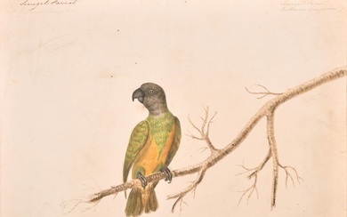 Early 19th Century English School. "Senegal Parrot", Waterco...