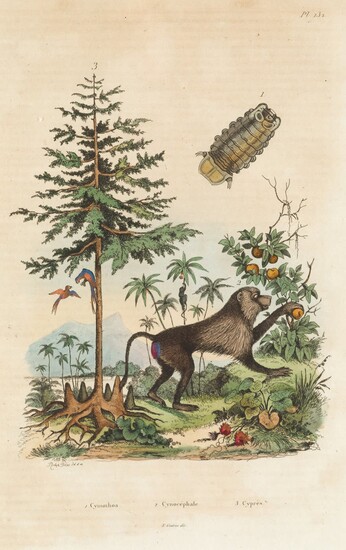FELIX EDOUARD GUERIN-MENNEVILLE (1799 / 1874), Flora y Fauna