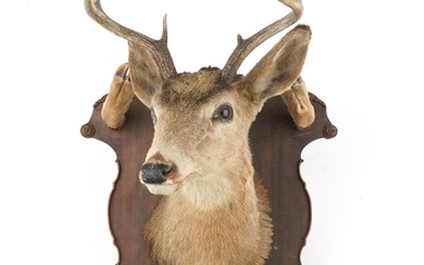 Large taxidermy interest stag's head and hooves mounted on a...